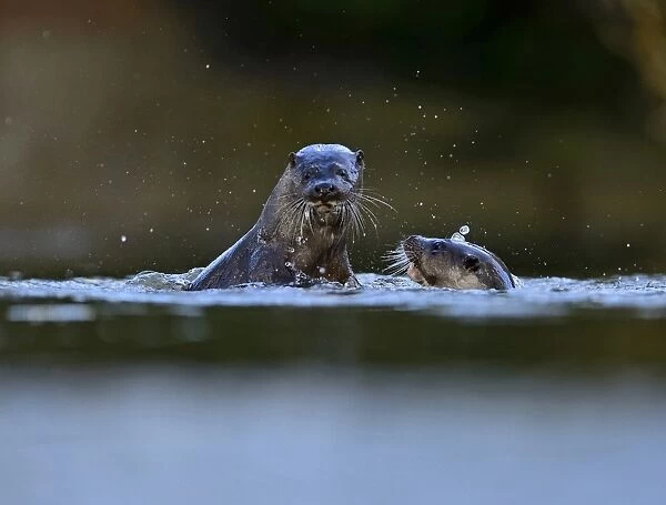 European Otter Lutra lutra young adults around 1 year old play fighting on River Thet