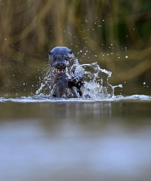 European Otter Lutra lutra young adults around 1 year old play fighting on River Thet