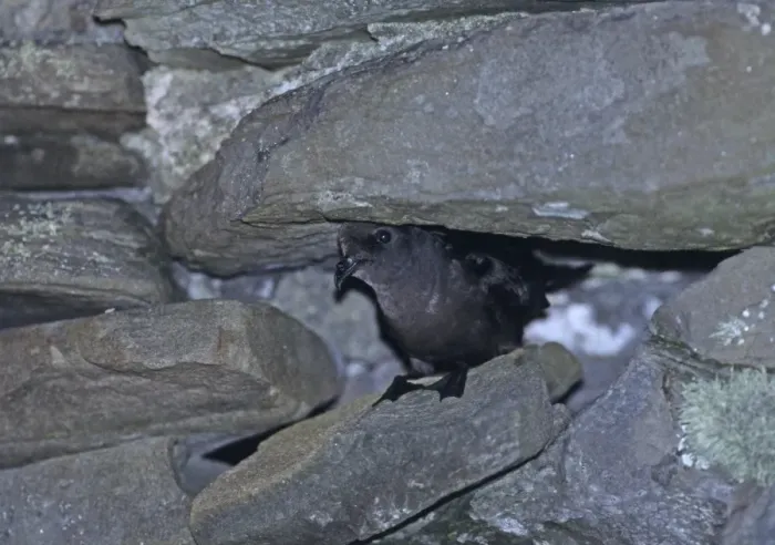 Framed Print : European Storm Petrel Hydrobates pelagicus peering from entrance to nest cavity in Framed Print : European Storm Petrel Hydrobates pelagicus peering from entrance to nest cavity in