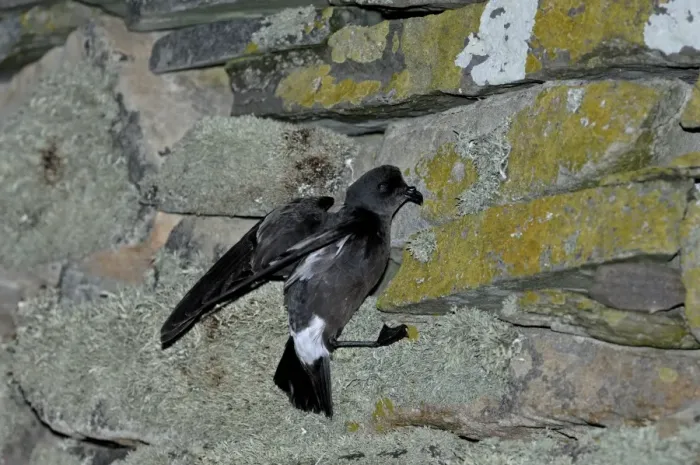 Framed Print : European Storm Petrel Hydrobates pelagicus on wall of Mousa Broch on Mousa Shetland Framed Print : European Storm Petrel Hydrobates pelagicus on wall of Mousa Broch on Mousa Shetland