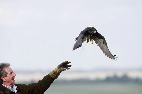 Falconer Alan Van Wynck releasing a Peregrine to hunt partridges Lincolnshire at