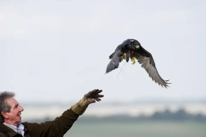 Framed Print : Falconer Alan Van Wynck releasing a Peregrine to hunt partridges Lincolnshire Framed Print : Falconer Alan Van Wynck releasing a Peregrine to hunt partridges Lincolnshire