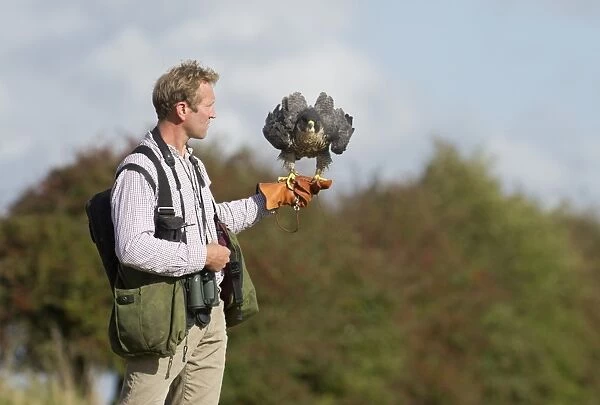 Falconer andy Hollidge with Peregrine Falcon at British Falconers Club International