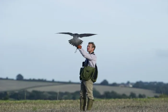 Framed Print : Falconer andy Hollidge with Peregrine Falcon at British Falconers Club International Framed Print : Falconer andy Hollidge with Peregrine Falcon at British Falconers Club International
