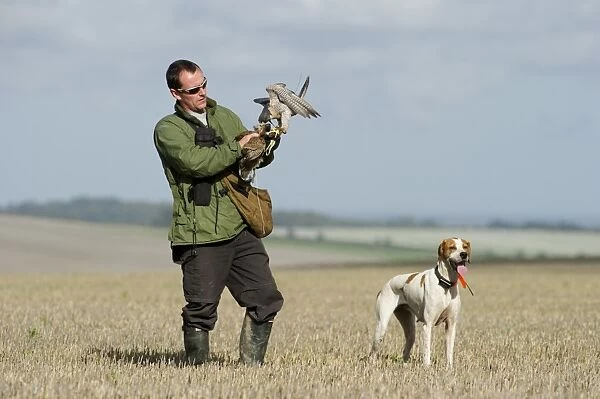 Falconer Stephen Lea with Peregrine & Pointer at 2010 British Falconers Club International