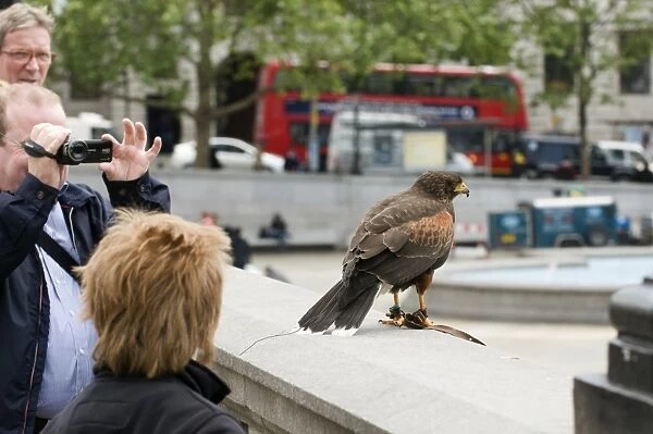 Falconers Harris Hawk being used to clear pigeons in Trafalgar Square London
