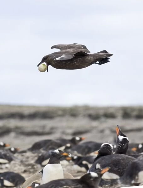 Falkland (Brown) Skua Catharacta antarctica stealing egg from Gentoo Penguins Sea