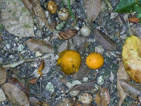 Fallen fruits from the Ramon tree Brosimium alicatrum Tikal Guatemala