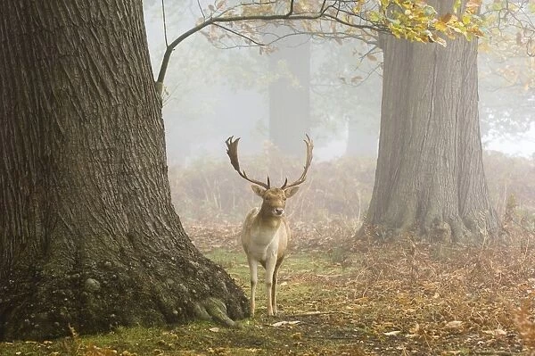 Fallow Deer Cervus dama buck Kent autumn