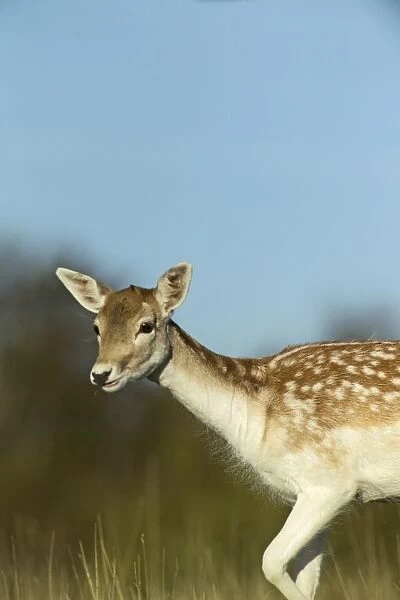 Fallow Deer, Cervus dama, doe, Kent, UK