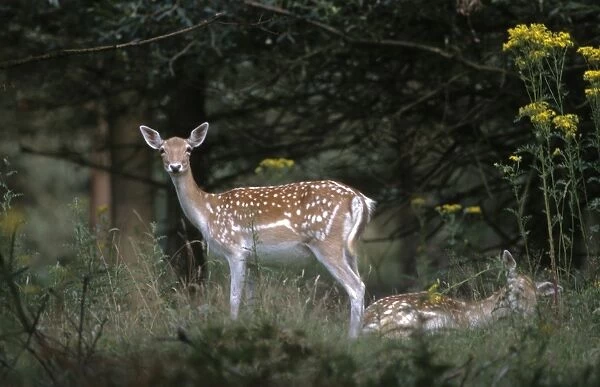 Fallow deer Cervus dama does Kent summer UK