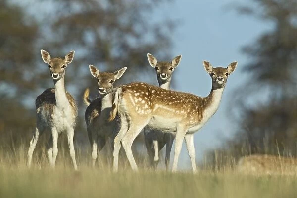 Fallow Deer Cervus dama does Kent UK