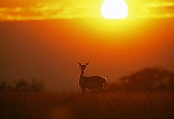Fallow Deer, Dama dama, doe at sunset, New Forest, Hampshire, UK