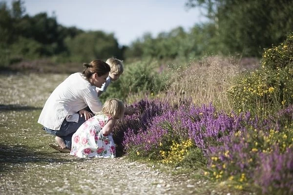 Family out on heath exploring nature Norfolk summer