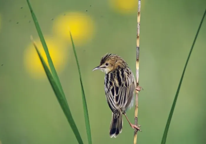 Framed Print : Fan-tailed Warbler Cisticola juncidis Lesbos Greece spring Framed Print : Fan-tailed Warbler Cisticola juncidis Lesbos Greece spring