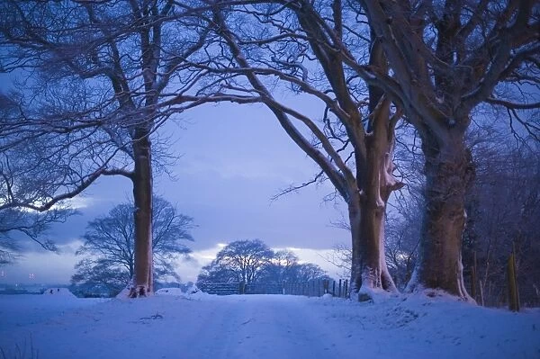 Farm track and Beech Trees in the snow near Gretna Scotland December