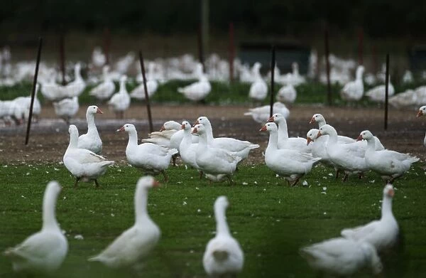 Farmed geese for Christmas market Norfolk autumn
