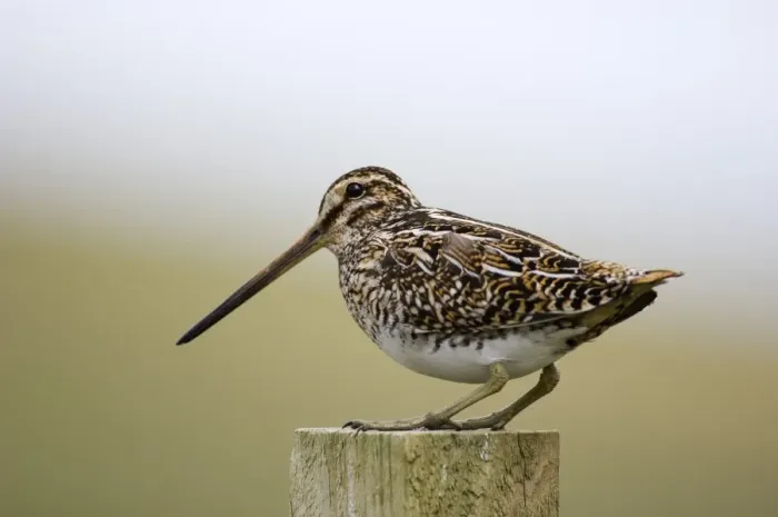 Framed Print : Faroese Snipe (Gallinago gallinago) Shetland summer Framed Print : Faroese Snipe (Gallinago gallinago) Shetland summer