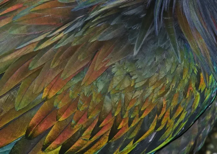 Framed Print : Feather detail of Nicobar Pigeon (Caloenas nicobarica) Framed Print : Feather detail of Nicobar Pigeon (Caloenas nicobarica)