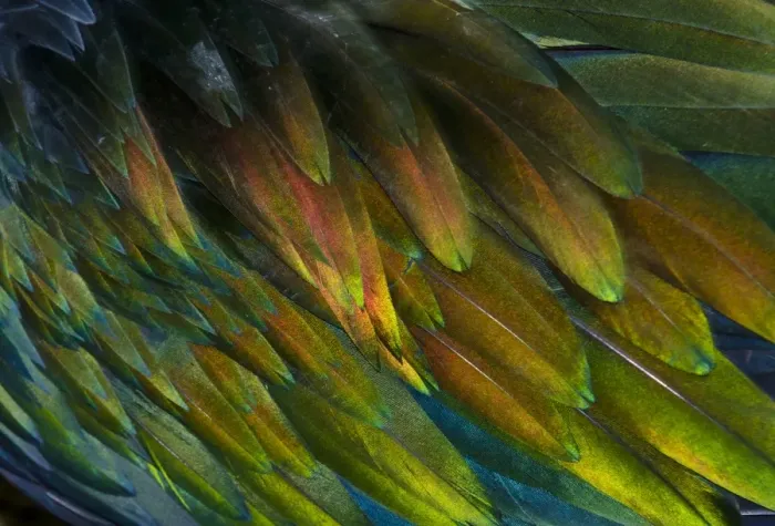 Framed Print : Feather detail of Nicobar Pigeon (Caloenas nicobarica) Framed Print : Feather detail of Nicobar Pigeon (Caloenas nicobarica)