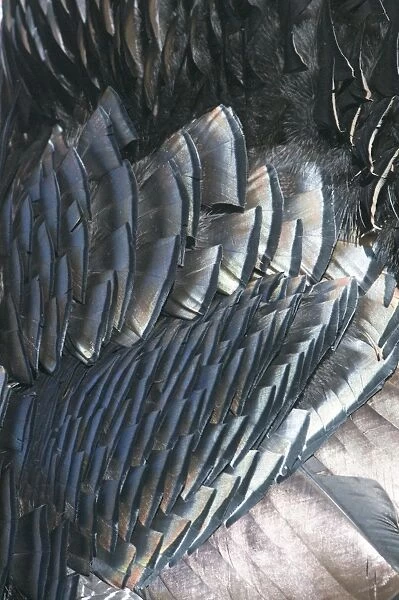 Feather detail of Wild Turkey Meleagris gallopavo Nebraska USA April