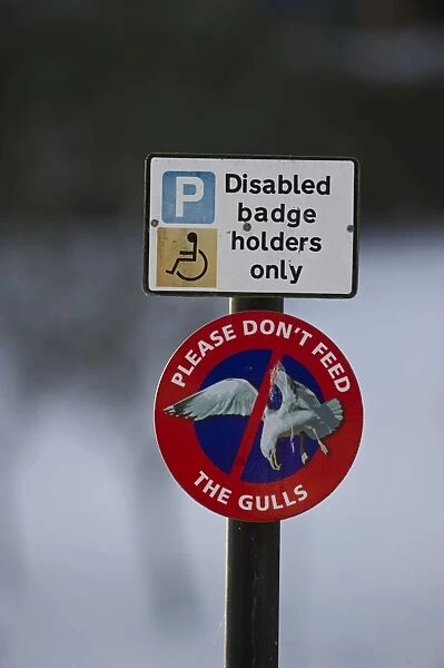 Do not feed the gulls sign in Dumfries Scotland