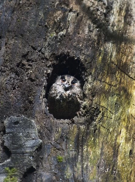 Feline Owlet-Nightjar Aegotheles insignis Tari Southern Highlands Papua New Guinea