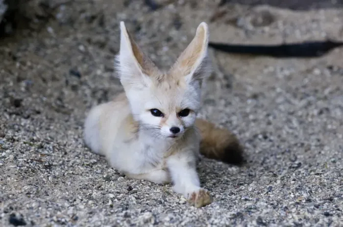 Framed Print : Fennec Desert Fox Fennecus zerda captive Framed Print : Fennec Desert Fox Fennecus zerda captive