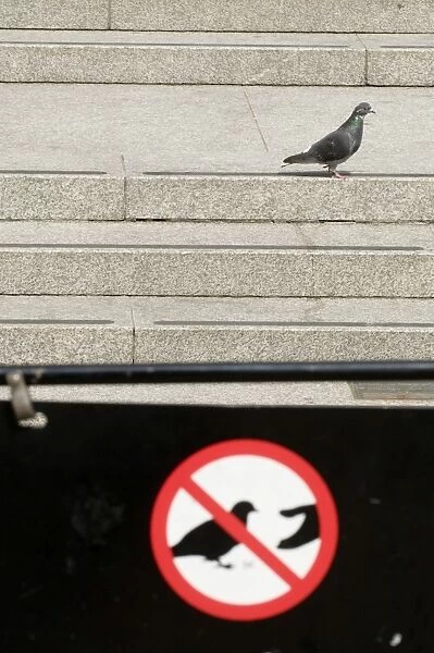 Feral Pigeon and Do Not Feed Pigeons sign in Trafalgar Square London