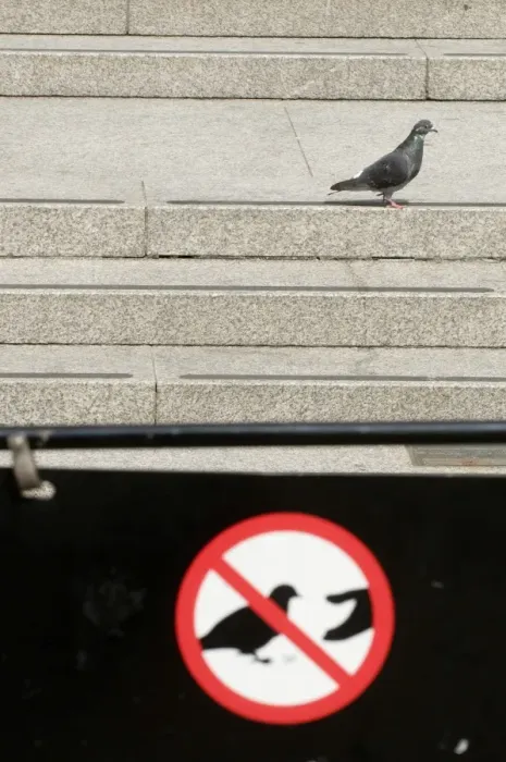 Framed Print : Feral Pigeon and Do Not Feed Pigeons sign in Trafalgar Square London Framed Print : Feral Pigeon and Do Not Feed Pigeons sign in Trafalgar Square London