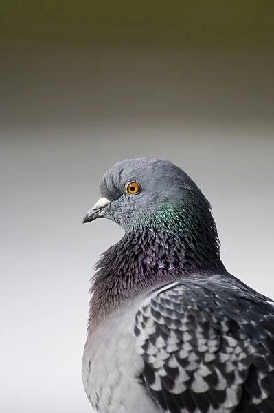 Feral Pigeon London