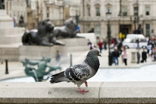 Feral Pigeon in Trafalgar Square London