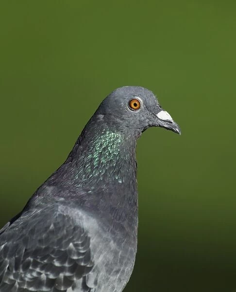 Feral Pigeon, UK