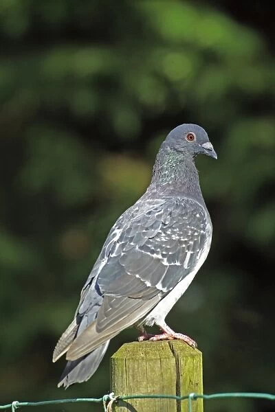 Feral Pigeon, UK
