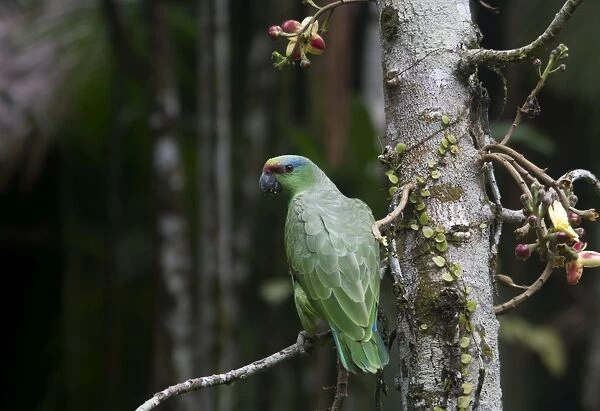 Festive Parrot Amazona festiva Iquitos Amazon Peru