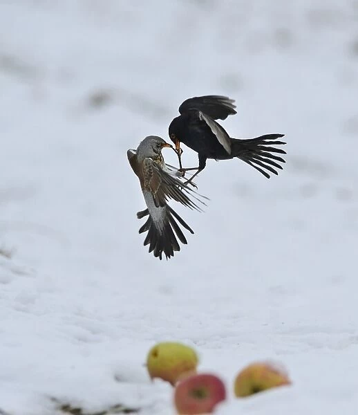 Fieldfare Turdus pilaris fighting with male Blackbird Turdus merula over apples