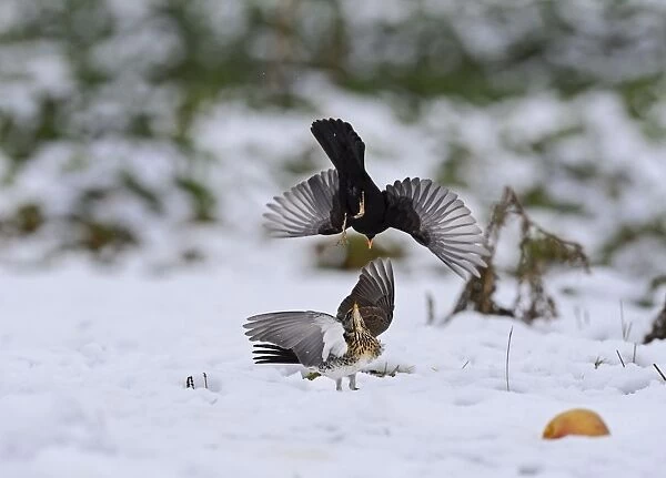 Fieldfare Turdus pilaris fighting with male Blackbird Turdus merula over apples