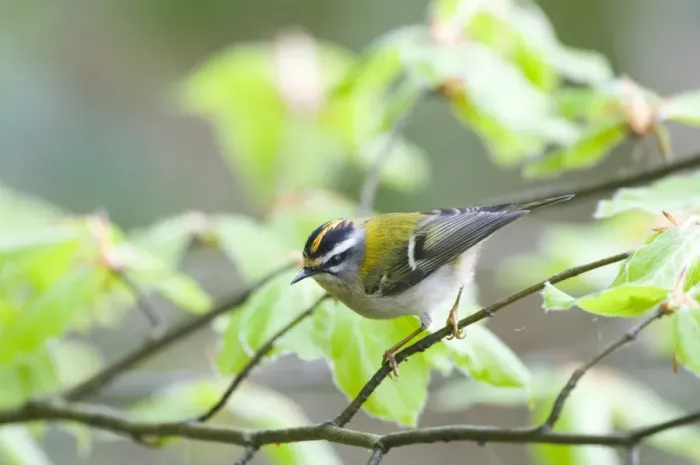 Framed Print : Firecrest Regulus ignicapillus Norfolk April Framed Print : Firecrest Regulus ignicapillus Norfolk April