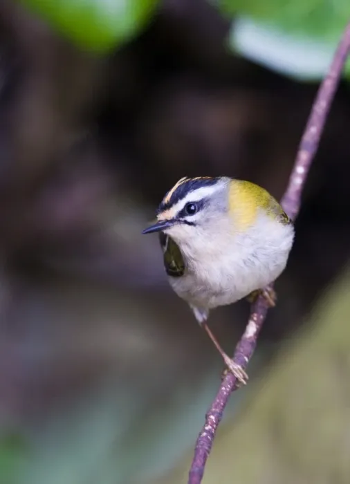Framed Print : Firecrest Regulus ignicapillus Norfolk April Framed Print : Firecrest Regulus ignicapillus Norfolk April