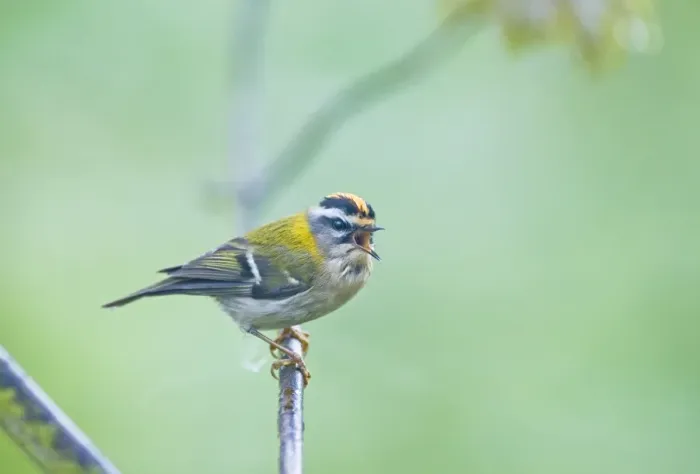 Framed Print : Firecrest Regulus ignicapillus in song Norfolk April Framed Print : Firecrest Regulus ignicapillus in song Norfolk April