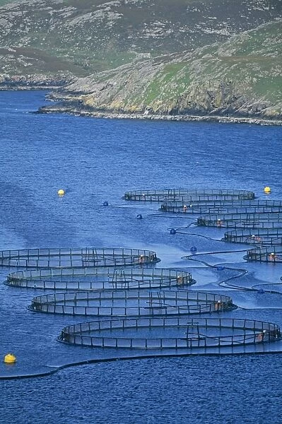 Fish farm in sea loch, Shetland, Scotland