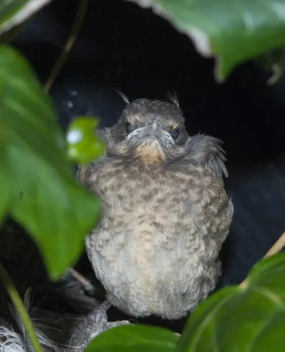 Framed Print : Fledgling Blackbird Turdus merula standing on edge of nest in garden UK spring