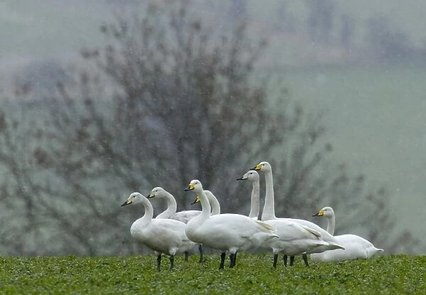 Part of flock of 130 Whooper Swans (Cygnus cygnus) grounded in bad weather in Cheviot's