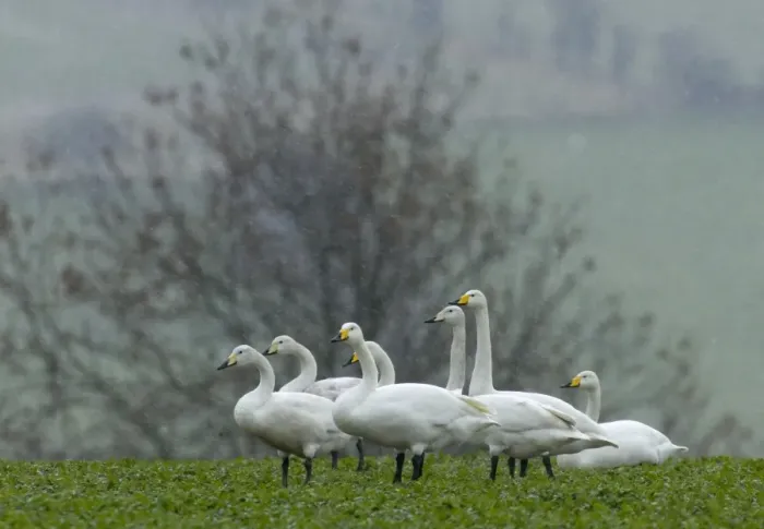 Framed Print : Part of flock of 130 Whooper Swans (Cygnus cygnus) grounded in bad weather in Cheviot s Framed Print : Part of flock of 130 Whooper Swans (Cygnus cygnus) grounded in bad weather in Cheviot s