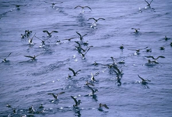 Flock of Great Shearwaters, Puffinus gravis, Bay of Biscay, August