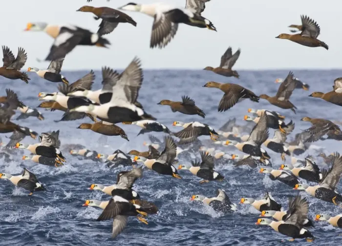 Framed Print : Flock of King Eiders Somateria spectabilis & a few Common Eiders taking off Varanger Framed Print : Flock of King Eiders Somateria spectabilis & a few Common Eiders taking off Varanger