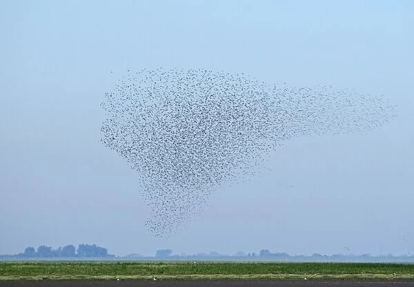 A flock of Knot Calidris canutu reacting to hunting Peregrine over mud of the Wash