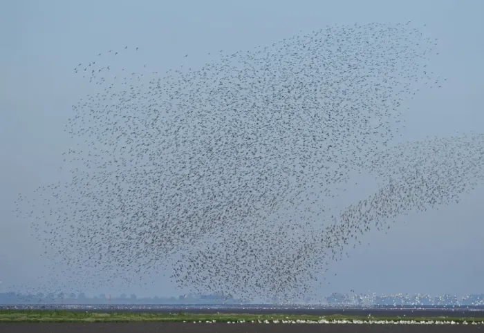 Framed Print : A flock of Knot Calidris canutu reacting to hunting Peregrine over mud of the Wash Framed Print : A flock of Knot Calidris canutu reacting to hunting Peregrine over mud of the Wash