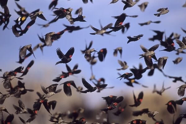Flock of Red-winged Blackbirds New Mexico winter