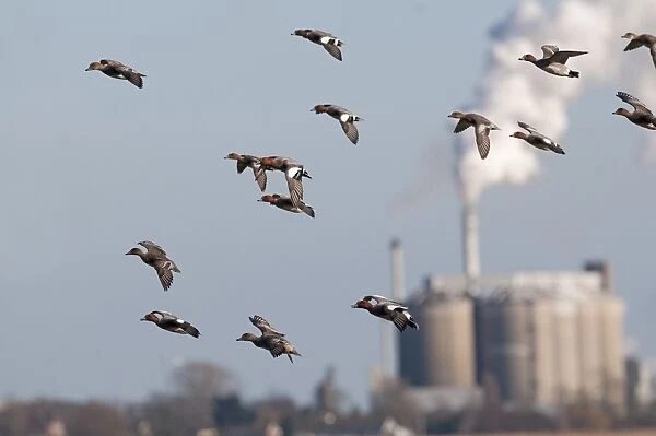Flock of Wigeon Anas penelope Buckenham Marshes RSPB Reserve with Cantley Beet Factory